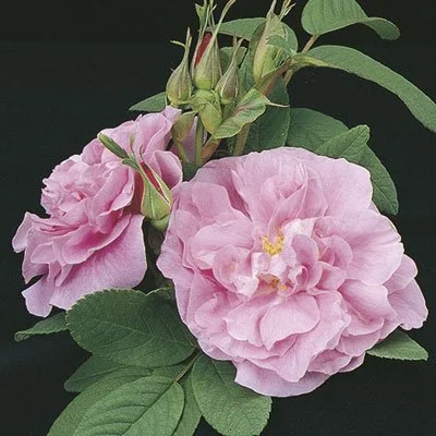 Rugosa Roses — Sunnyside Nursery